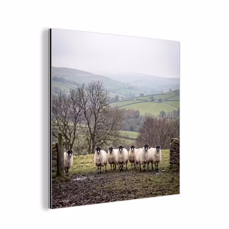 Schapen - Rij - Weide - Dieren - Platteland aluminium wit klein -3d