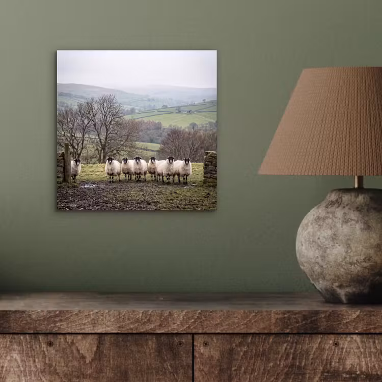 Schapen - Rij - Weide - Dieren - Platteland aluminium wit klein -sfeer2