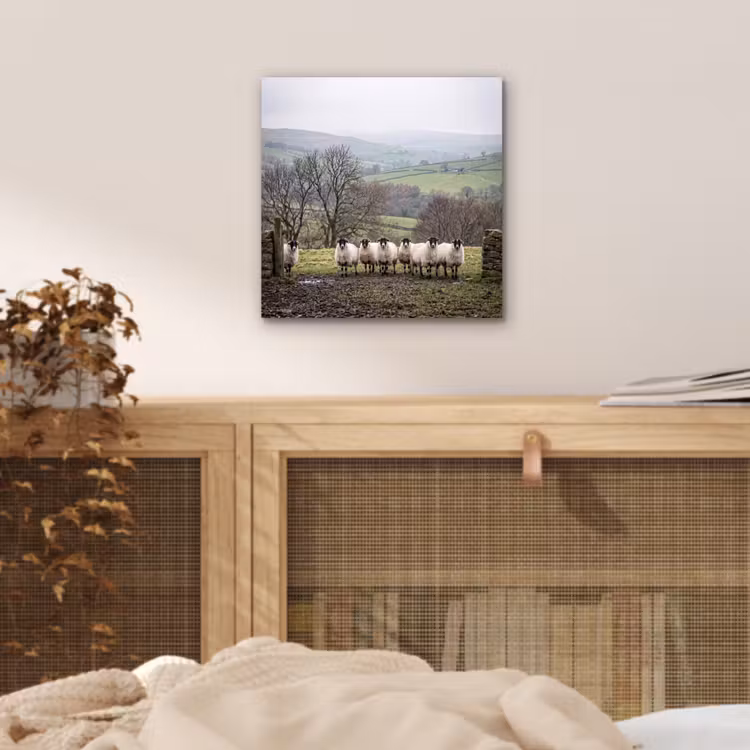 Schapen - Rij - Weide - Dieren - Platteland aluminium wit klein -sfeer3