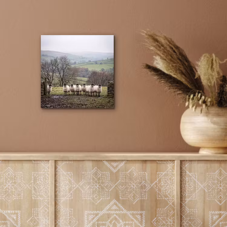 Schapen - Rij - Weide - Dieren - Platteland aluminium wit klein -sfeer4