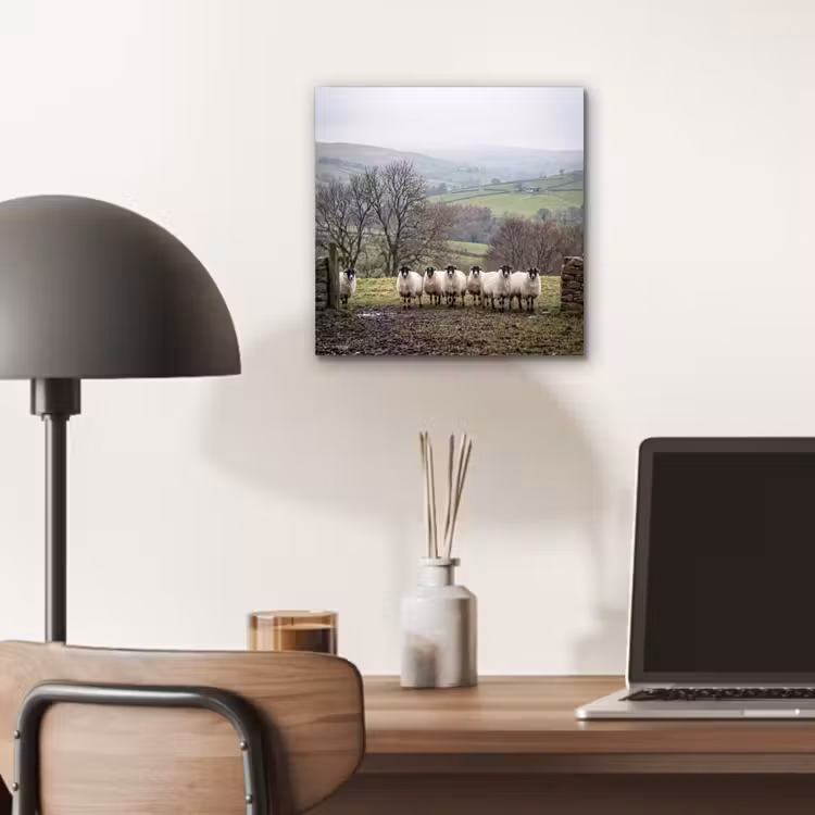 Schapen - Rij - Weide - Dieren - Platteland aluminium wit klein -sfeer5