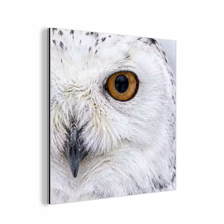 Sneeuwuil - Oog - Wildlife - Wit aluminium wit klein -3d