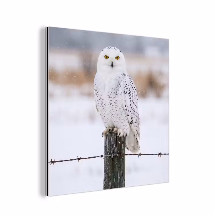 Sneeuwuil - Hek - Sneeuw - Wit aluminium wit klein -3d