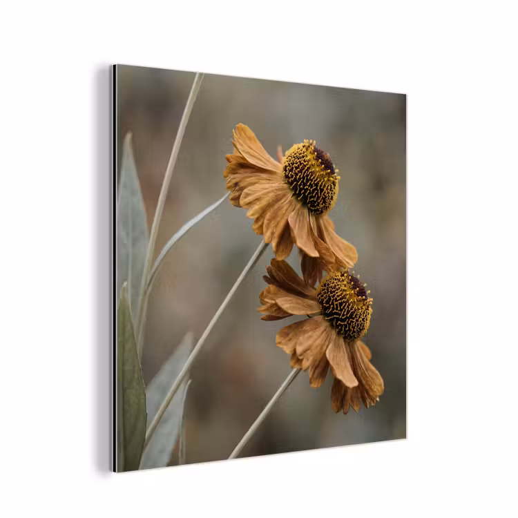 Zonnehoed - Droogbloemen - Geel - Warm aluminium wit klein -3d