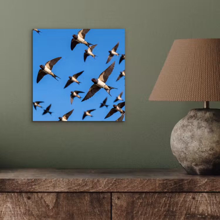 Zwaluwen - Vliegen - Blauw aluminium wit klein -sfeer2