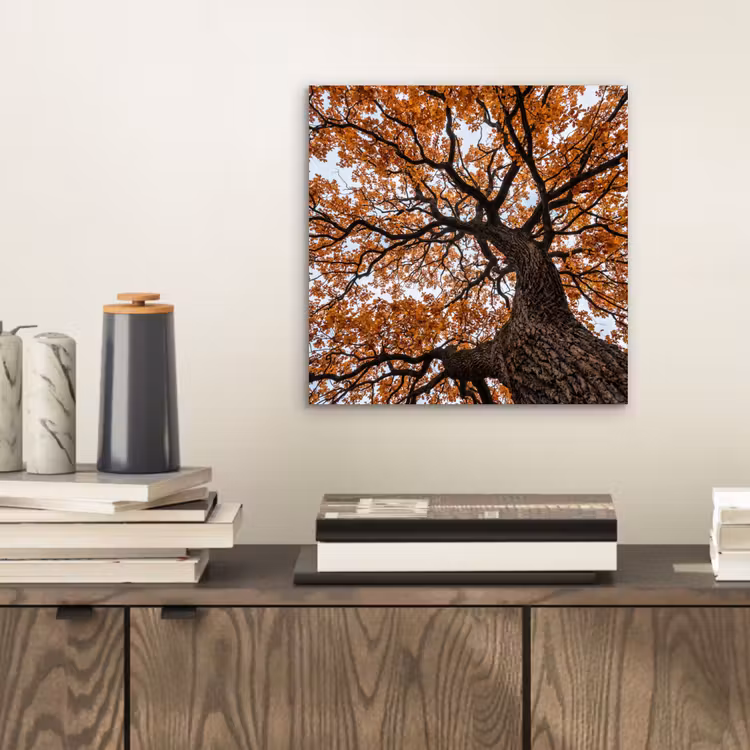 Boom - Bladerdak - Herfst - Oranje - Sfeervol aluminium wit klein -sfeer1