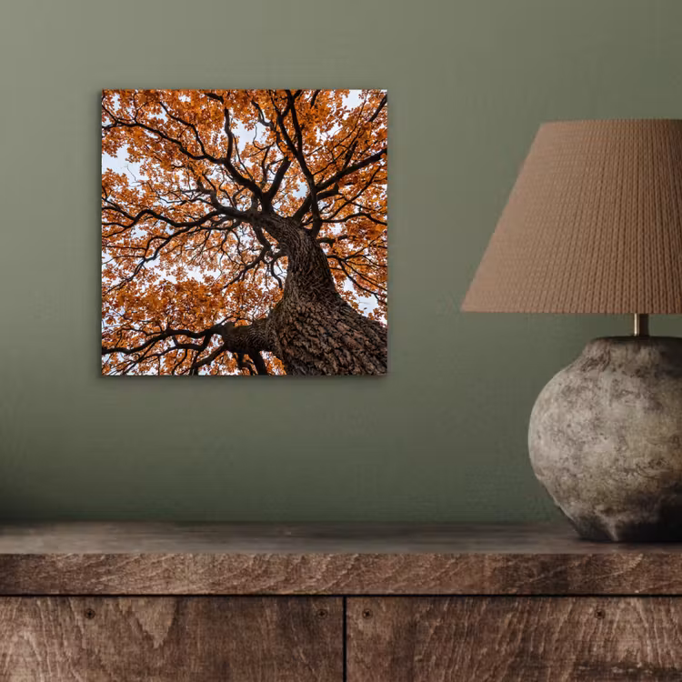 Boom - Bladerdak - Herfst - Oranje - Sfeervol aluminium wit klein -sfeer2