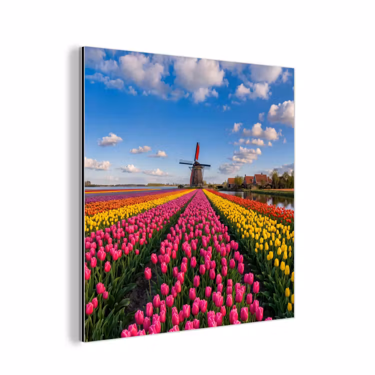 Tulpen - Holland - Molen - Kleurrijk aluminium wit klein -3d