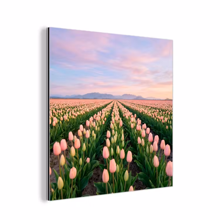 Tulpen - Landschap - Roze aluminium wit klein -3d