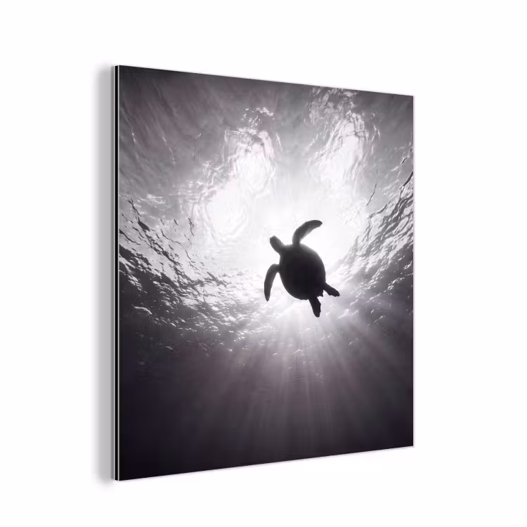 Schildpad - Onderwater - Lichtstralen - Oceaan - Zwart-wit aluminium wit klein -3d