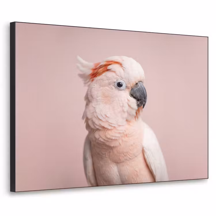 Kaketoe - Portret - Roze Textielframe zwart klein -3d