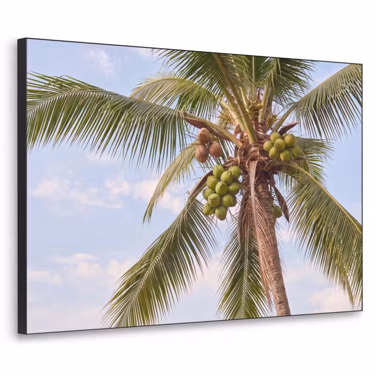 Kokosnoot - Boom - Tropisch - Natuur - Groen Textielframe zwart klein -3d