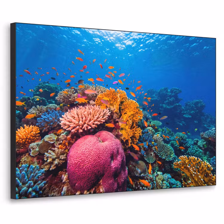 Koraal - Vissen - Oceaan - Natuur - Kleurrijk Textielframe zwart klein -3d