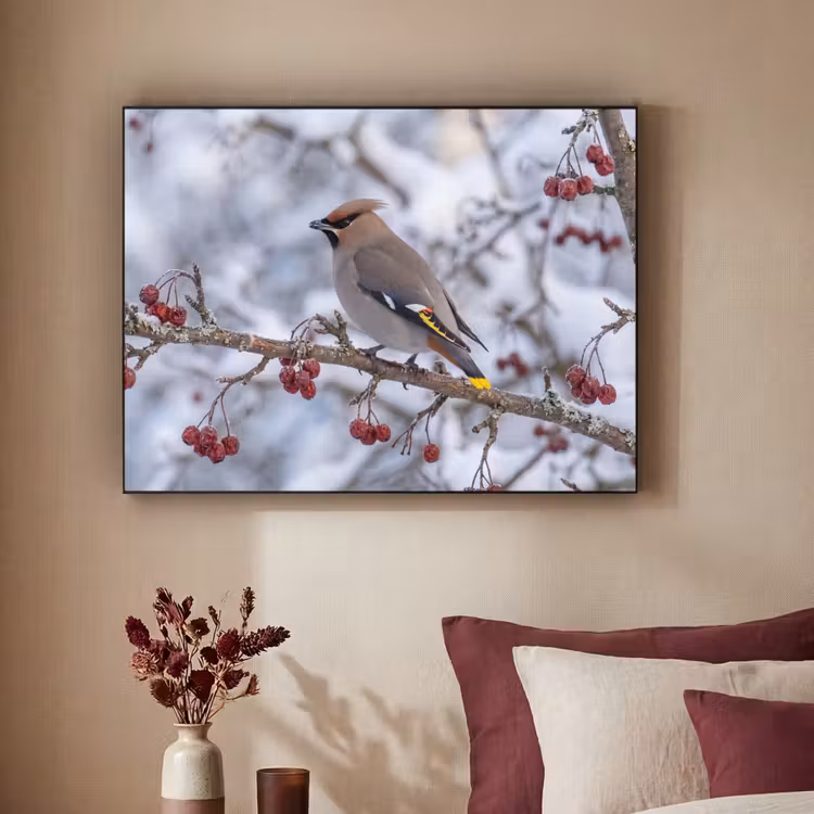 Pestvogel - Bessen - Winter - Natuur Textielframe zwart klein -sfeer1