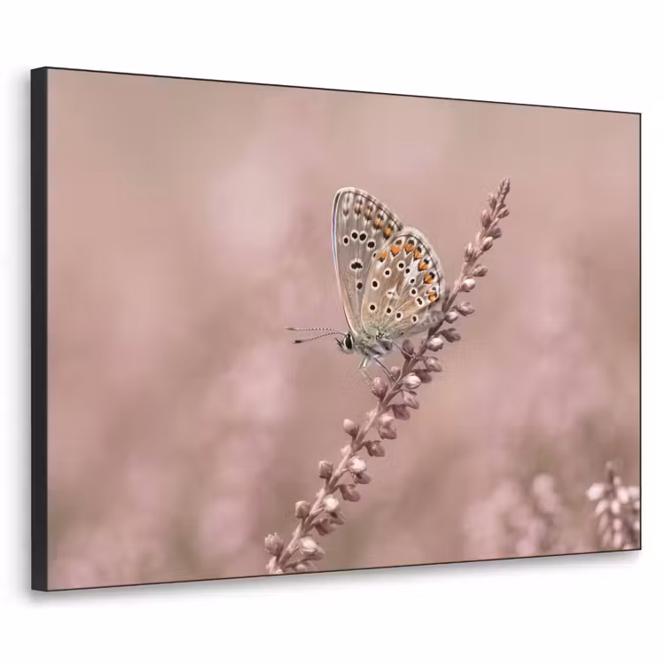 Lavendel - Vlinder - Paars Textielframe zwart klein -3d