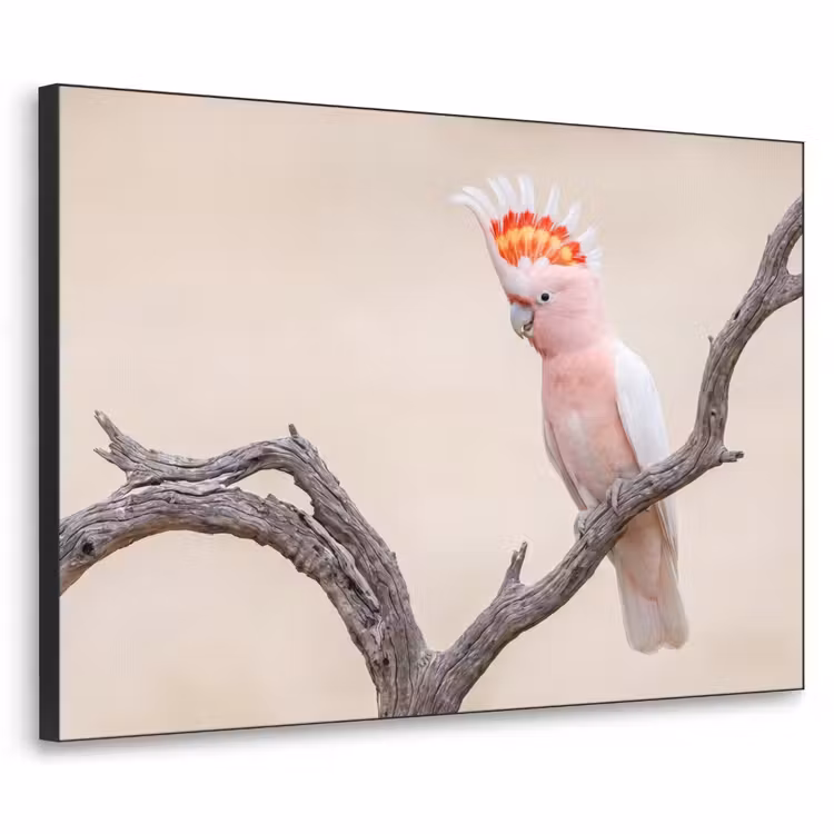 Papagaai - Tak - Roze Textielframe zwart klein -3d