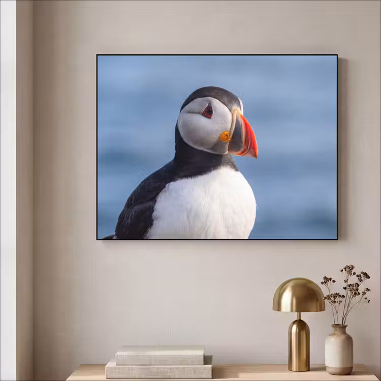 Papegaaiduiker - Portret - Natuur Textielframe zwart klein -sfeer2