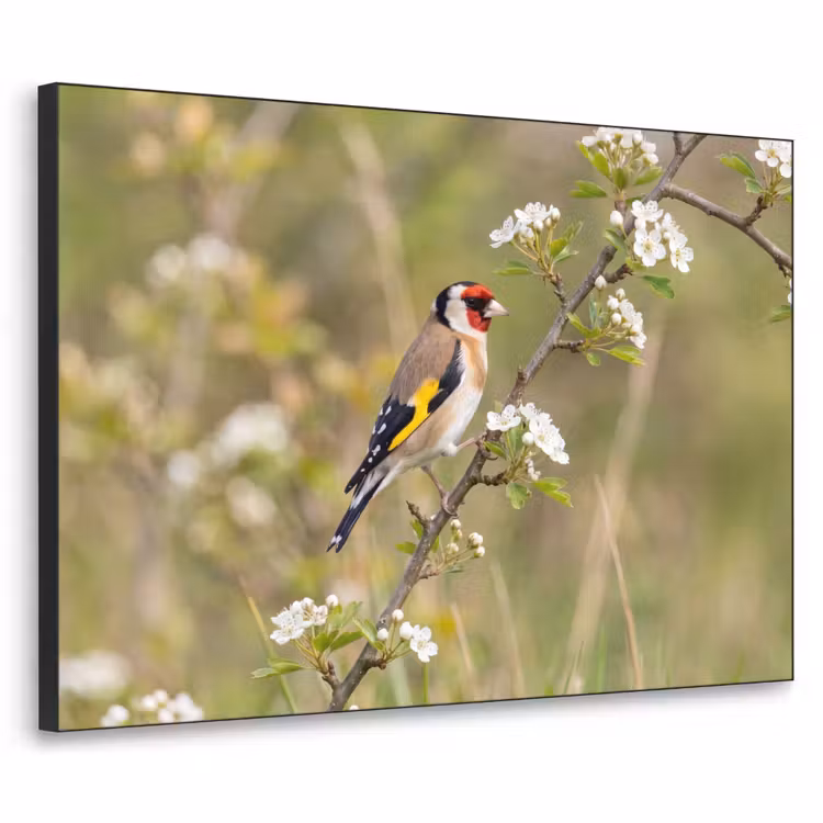 Putter - Bloesem - Lente - Natuur - Kleurrijk Textielframe zwart klein -3d