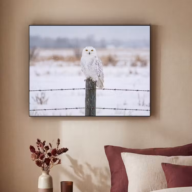 Sneeuwuil - Hek - Sneeuw - Wit Textielframe zwart klein -sfeer1
