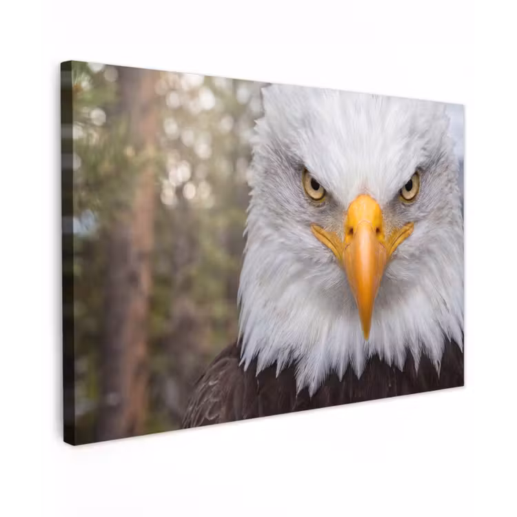 Amerikaans - Zeearend - Portret - Geel canvas 2cm klein -z3d