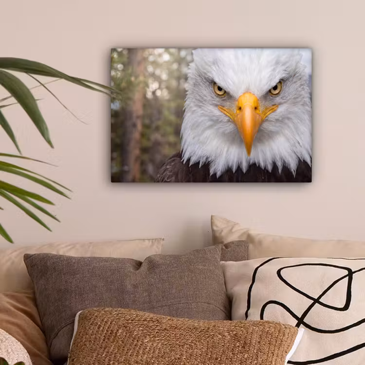 Amerikaans - Zeearend - Portret - Geel canvas 2cm klein -sfeer1