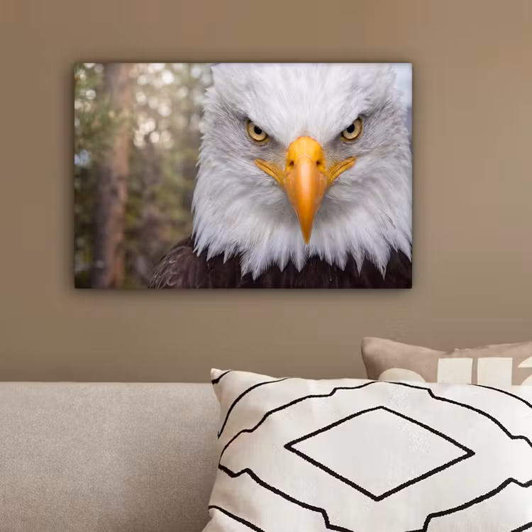Amerikaans - Zeearend - Portret - Geel canvas 2cm klein -sfeer3