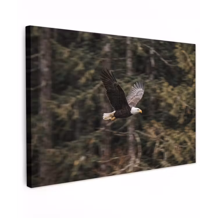 Zeearend - Vliegen - Bos - Natuur canvas 2cm klein -z3d
