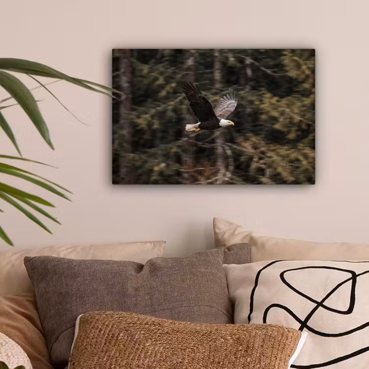 Zeearend - Vliegen - Bos - Natuur canvas 2cm klein -sfeer1