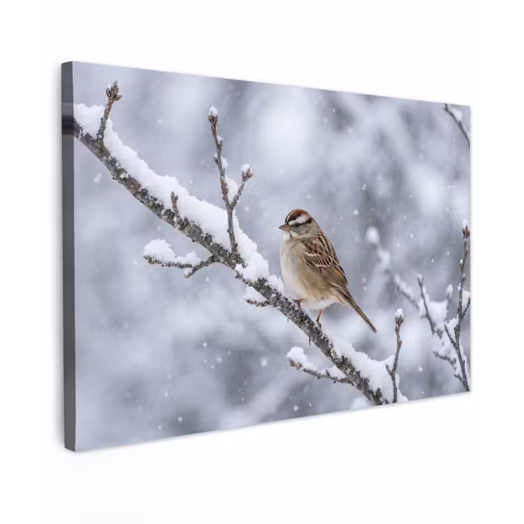 Vogel - Tak - Sneeuw - Winter canvas 2cm klein -z3d