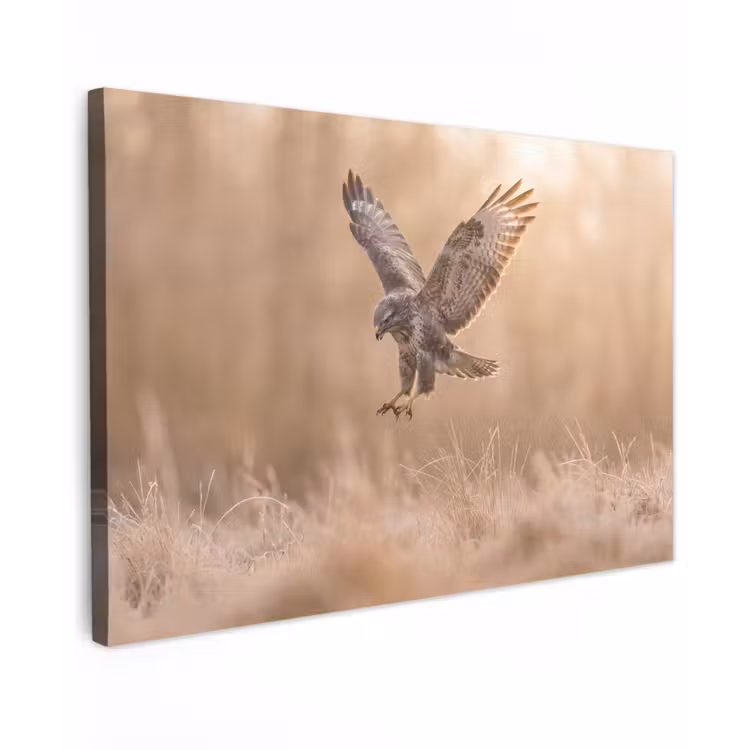Buizerd - Roofvogel - Natuur - Bruin canvas 2cm klein -z3d