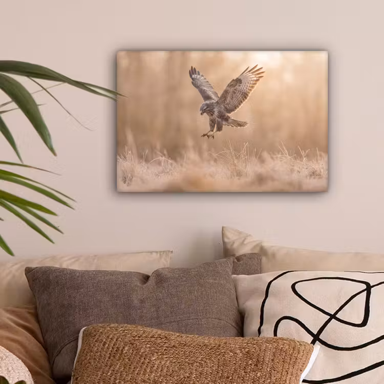 Buizerd - Roofvogel - Natuur - Bruin canvas 2cm klein -sfeer1