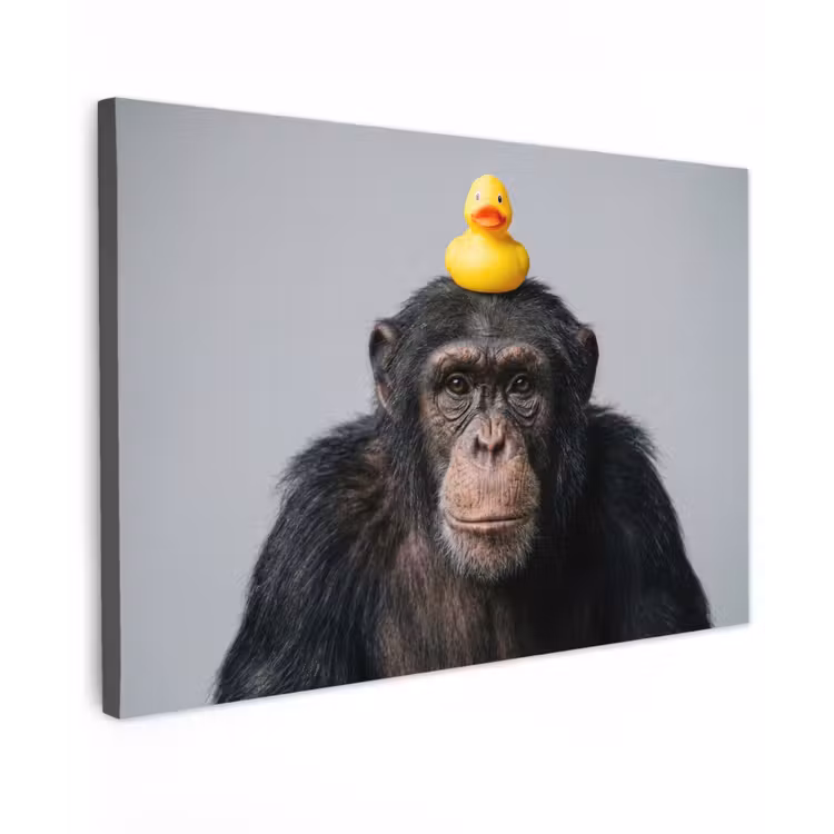 Chimpansee - Badeend - Grijs canvas 2cm klein -z3d