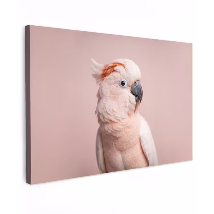 Kaketoe - Portret - Roze canvas 2cm klein -z3d