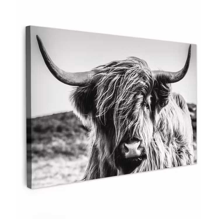 Koe - Schotse hooglander - Zwart - Wit - Dier - Natuur - Wild canvas 2cm klein -z3d