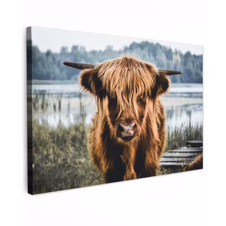 Koeien - Schotse hooglander - Bruin - Natuur canvas 2cm klein -z3d