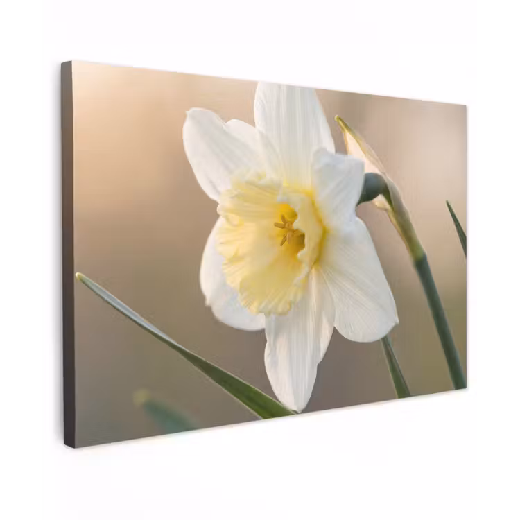 Narcis - Bloem - Minimalistisch canvas 2cm klein -z3d