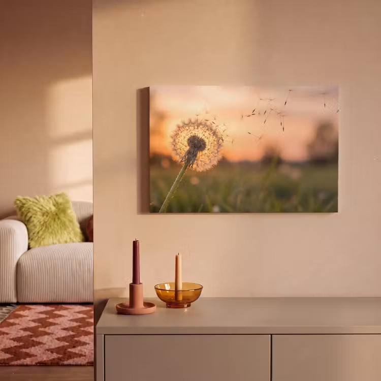 Paardenbloem - Zonsondergang - Veld canvas 2cm klein -sfeer1