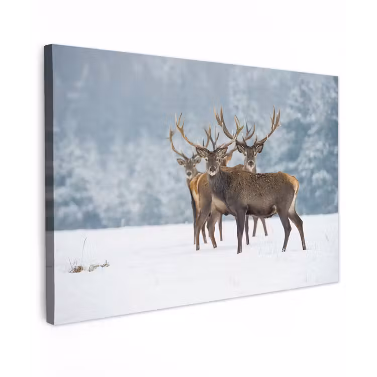 Hert - Dieren - Sneeuw - Winter - Landschap - Natuur canvas 2cm klein -z3d