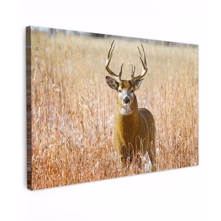 Hert - Gras - Herfst - Dieren - Natuur - Gewei canvas 2cm klein -z3d