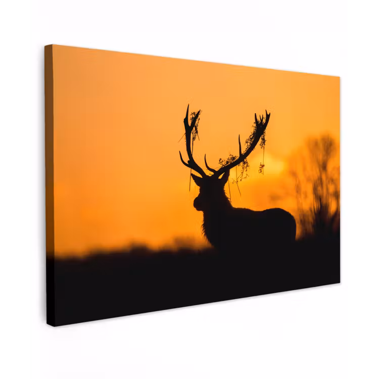 Hert - Oranje - Silhouet - Dieren - Natuur canvas 2cm klein -z3d