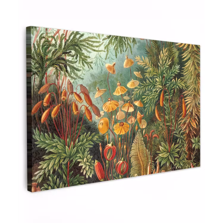 Design - Natuur - Paddenstoelen - Ernst Haeckel canvas 2cm klein -z3d