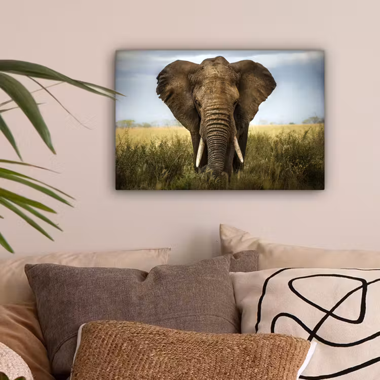 Olifant - Natuur - Gras - Dieren - Landschap canvas 2cm klein -sfeer1