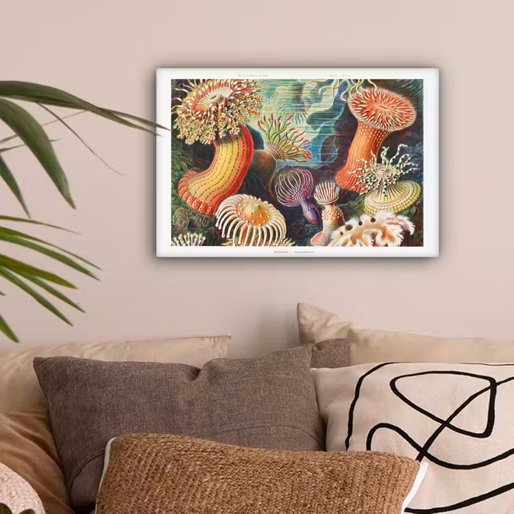 Ernst Haeckel - Anemoon - Retro - Natuur - Planten - Zee canvas 2cm klein -sfeer1