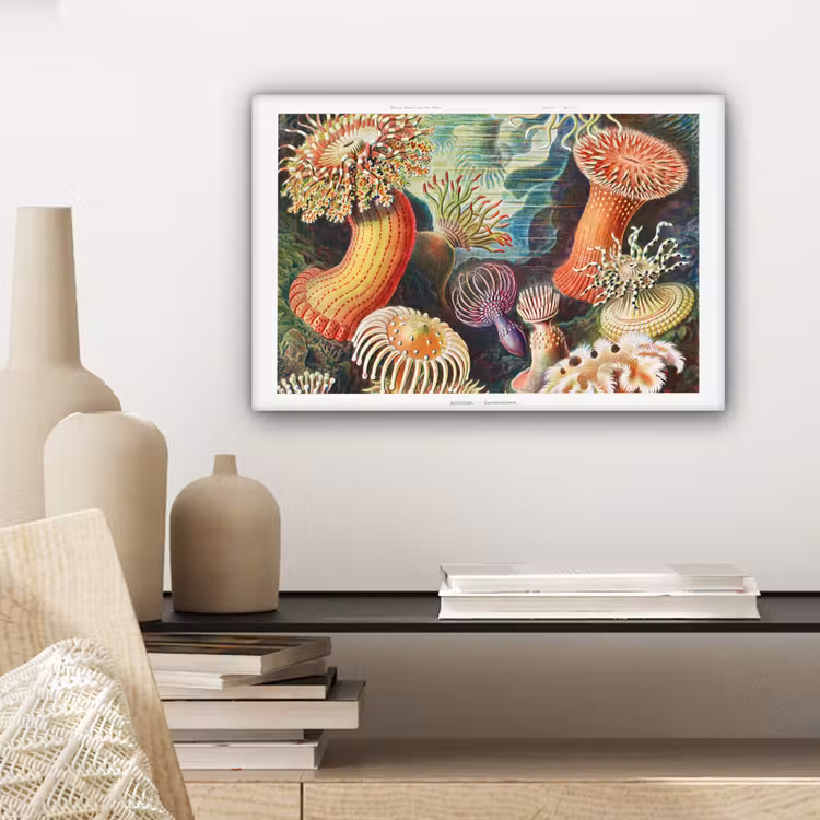 Ernst Haeckel - Anemoon - Retro - Natuur - Planten - Zee canvas 2cm klein -sfeer6
