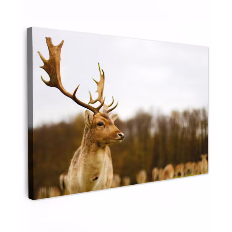 Damhert - Bos - Kudde - Dieren - Natuur canvas 2cm klein -z3d