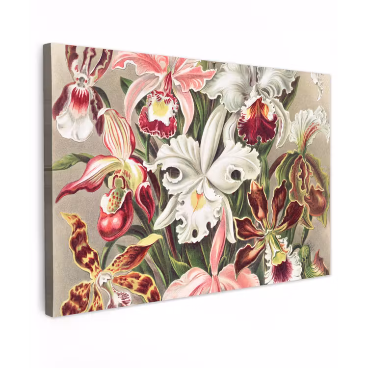 Bloemen - Ernst Haeckel - Vintage - Orchidee canvas 2cm klein -z3d