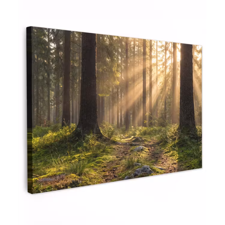 Bos - Zonlicht - Gras canvas 2cm klein -z3d