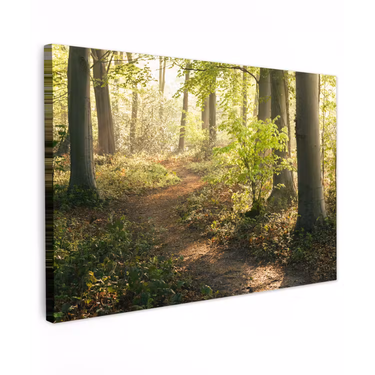 Bos - Bomen - Pad - Zon - Planten - Bladeren - Natuur canvas 2cm klein -z3d