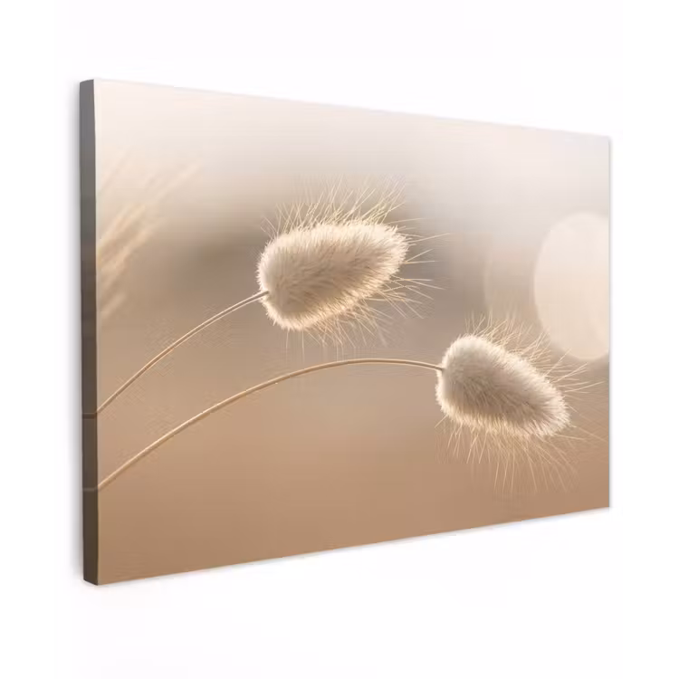 Hazestaartgras - Graanharen - Zonlicht canvas 2cm klein -z3d