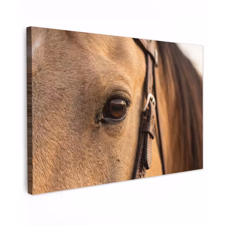 Pferd - Auge - Braun canvas 2cm klein -z3d